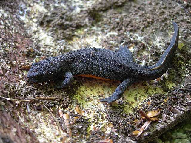 Tritone alpestre,Triturus alpestris?Ichthyosaura a.alpestris